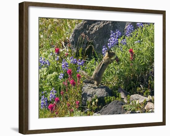 Golden-mantled Ground Squirrel Feeding-Bob Gibbons-Framed Photographic Print