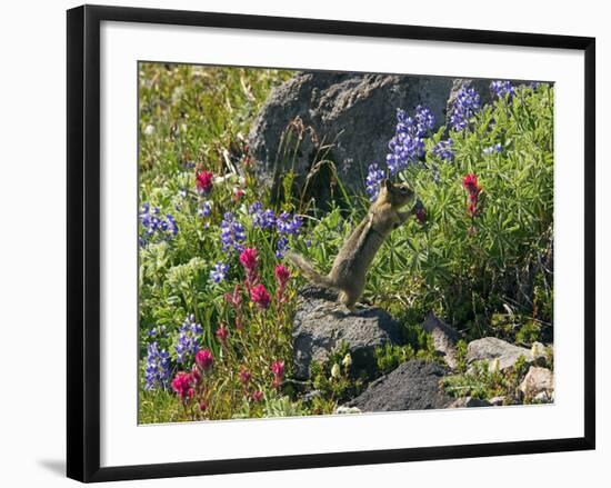 Golden-mantled Ground Squirrel Feeding-Bob Gibbons-Framed Photographic Print