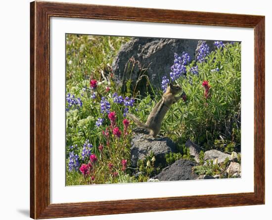 Golden-mantled Ground Squirrel Feeding-Bob Gibbons-Framed Photographic Print