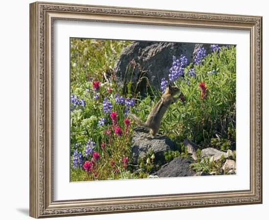 Golden-mantled Ground Squirrel Feeding-Bob Gibbons-Framed Photographic Print