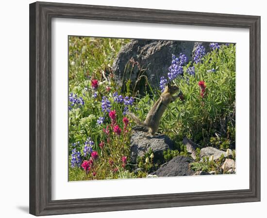 Golden-mantled Ground Squirrel Feeding-Bob Gibbons-Framed Photographic Print