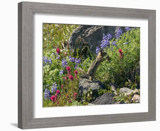 Golden-mantled Ground Squirrel Feeding-Bob Gibbons-Framed Photographic Print