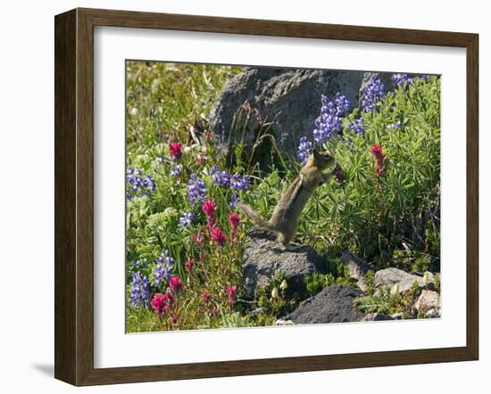 Golden-mantled Ground Squirrel Feeding-Bob Gibbons-Framed Photographic Print