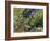 Golden-mantled Ground Squirrel Feeding-Bob Gibbons-Framed Photographic Print