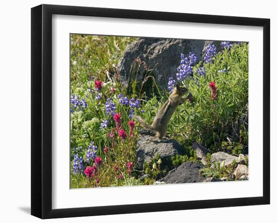 Golden-mantled Ground Squirrel Feeding-Bob Gibbons-Framed Photographic Print