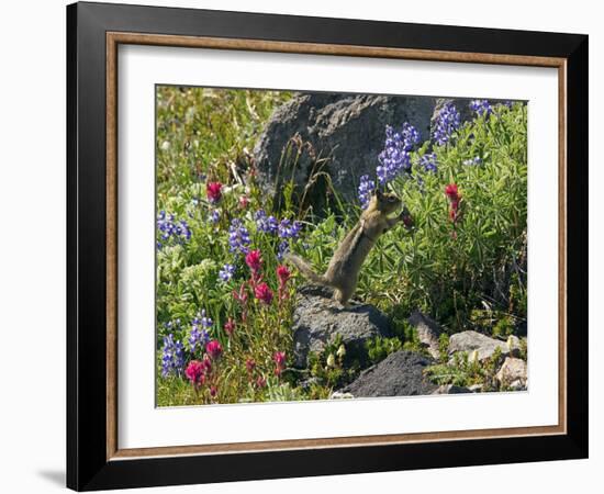 Golden-mantled Ground Squirrel Feeding-Bob Gibbons-Framed Photographic Print