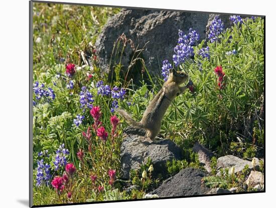 Golden-mantled Ground Squirrel Feeding-Bob Gibbons-Mounted Photographic Print