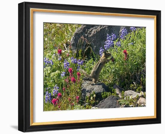 Golden-mantled Ground Squirrel Feeding-Bob Gibbons-Framed Photographic Print