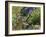 Golden-mantled Ground Squirrel Feeding-Bob Gibbons-Framed Photographic Print