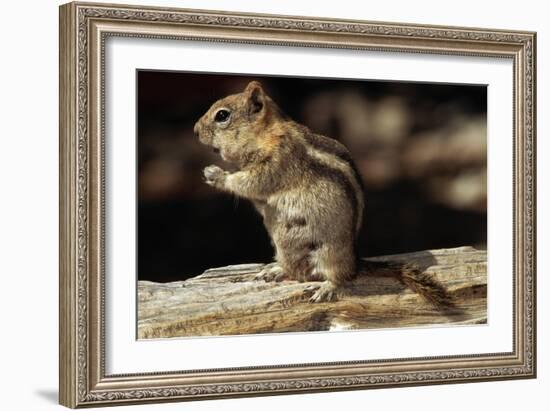 Golden-Mantled Ground Squirrel (Spermophilus Lateralis) on a Log-George D Lepp-Framed Photographic Print