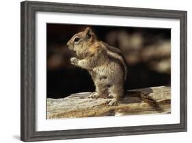 Golden-Mantled Ground Squirrel (Spermophilus Lateralis) on a Log-George D Lepp-Framed Photographic Print