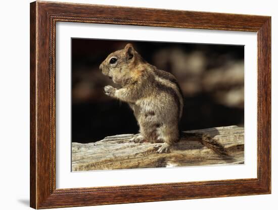 Golden-Mantled Ground Squirrel (Spermophilus Lateralis) on a Log-George D Lepp-Framed Photographic Print