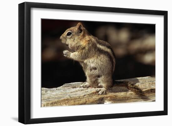 Golden-Mantled Ground Squirrel (Spermophilus Lateralis) on a Log-George D Lepp-Framed Photographic Print