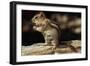 Golden-Mantled Ground Squirrel (Spermophilus Lateralis) on a Log-George D Lepp-Framed Photographic Print