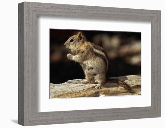 Golden-Mantled Ground Squirrel (Spermophilus Lateralis) on a Log-George D Lepp-Framed Photographic Print