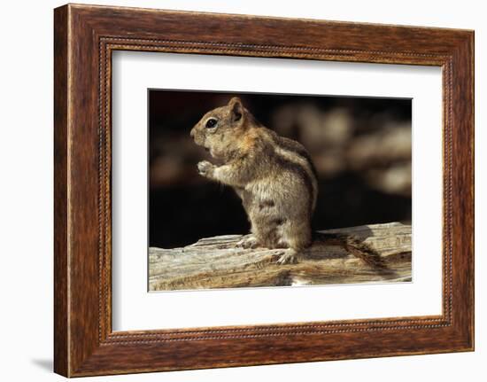 Golden-Mantled Ground Squirrel (Spermophilus Lateralis) on a Log-George D Lepp-Framed Photographic Print