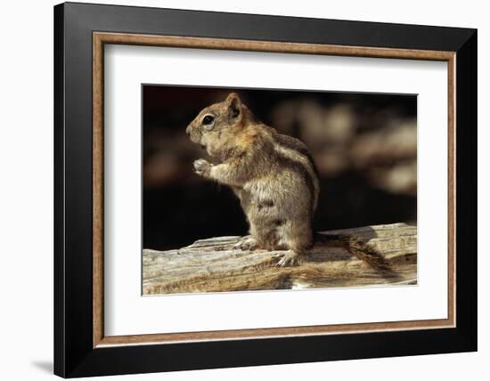 Golden-Mantled Ground Squirrel (Spermophilus Lateralis) on a Log-George D Lepp-Framed Photographic Print