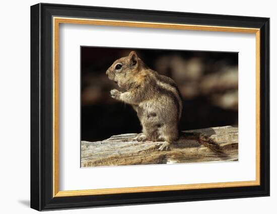 Golden-Mantled Ground Squirrel (Spermophilus Lateralis) on a Log-George D Lepp-Framed Photographic Print