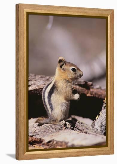 Golden-Mantled Ground Squirrel-DLILLC-Framed Premier Image Canvas