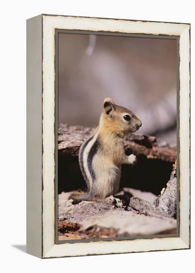 Golden-Mantled Ground Squirrel-DLILLC-Framed Premier Image Canvas