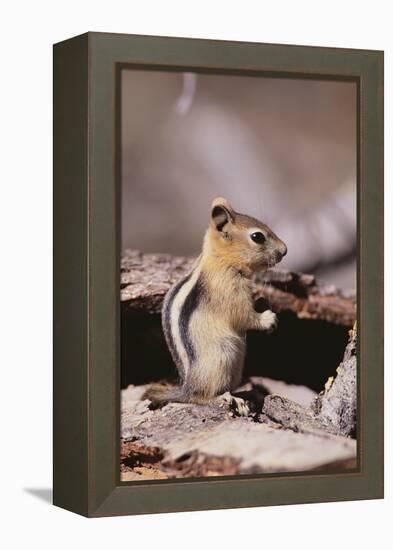 Golden-Mantled Ground Squirrel-DLILLC-Framed Premier Image Canvas