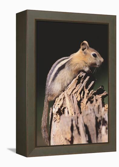 Golden-Mantled Ground Squirrel-DLILLC-Framed Premier Image Canvas