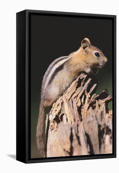 Golden-Mantled Ground Squirrel-DLILLC-Framed Premier Image Canvas