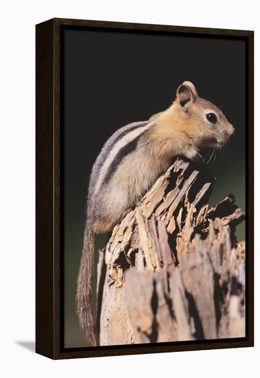 Golden-Mantled Ground Squirrel-DLILLC-Framed Premier Image Canvas