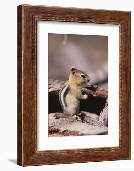 Golden-Mantled Ground Squirrel-DLILLC-Framed Photographic Print