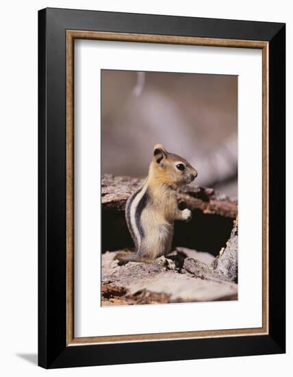 Golden-Mantled Ground Squirrel-DLILLC-Framed Photographic Print