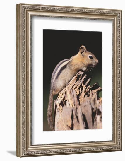 Golden-Mantled Ground Squirrel-DLILLC-Framed Photographic Print