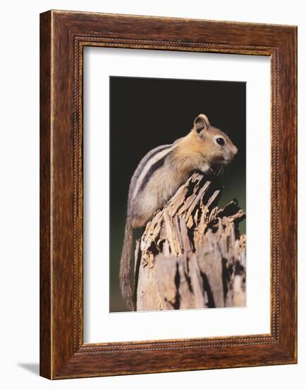 Golden-Mantled Ground Squirrel-DLILLC-Framed Photographic Print
