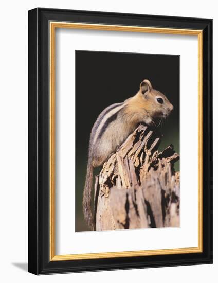 Golden-Mantled Ground Squirrel-DLILLC-Framed Photographic Print