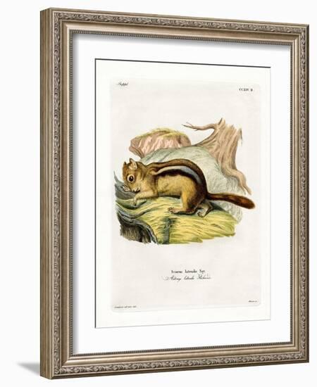 Golden-Mantled Ground Squirrel-null-Framed Giclee Print