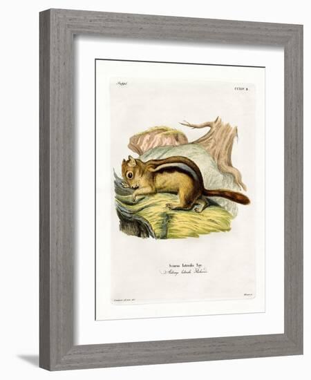 Golden-Mantled Ground Squirrel-null-Framed Giclee Print