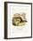 Golden-Mantled Ground Squirrel-null-Framed Giclee Print