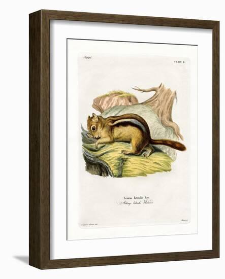 Golden-Mantled Ground Squirrel-null-Framed Giclee Print