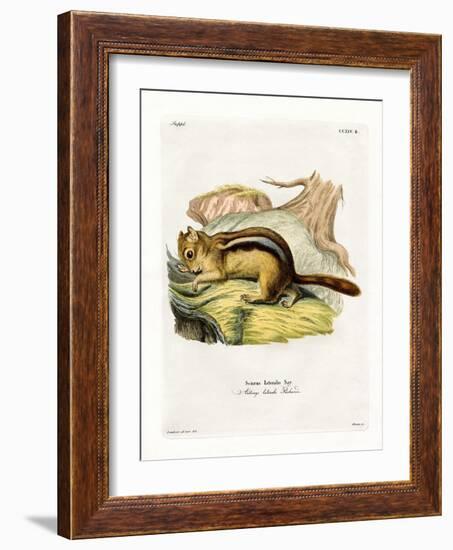 Golden-Mantled Ground Squirrel-null-Framed Giclee Print