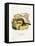 Golden-Mantled Ground Squirrel-null-Framed Premier Image Canvas