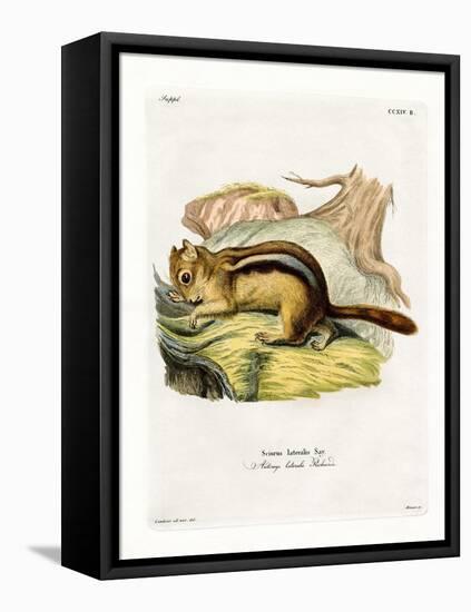 Golden-Mantled Ground Squirrel-null-Framed Premier Image Canvas