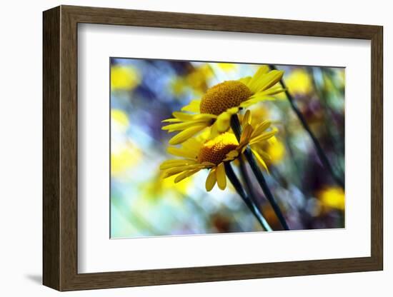 Golden marguerite (Anthemis tinctoria)-Angela Marsh-Framed Photographic Print