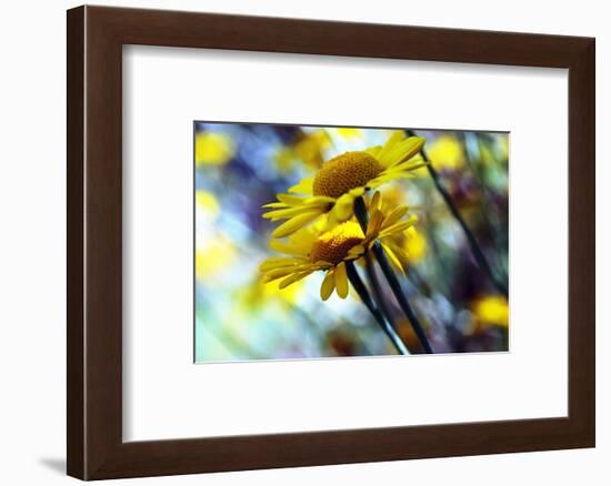 Golden marguerite (Anthemis tinctoria)-Angela Marsh-Framed Photographic Print