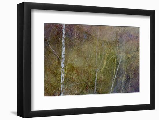 Golden Mist-Doug Chinnery-Framed Photographic Print