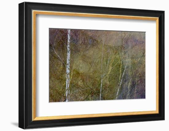 Golden Mist-Doug Chinnery-Framed Photographic Print