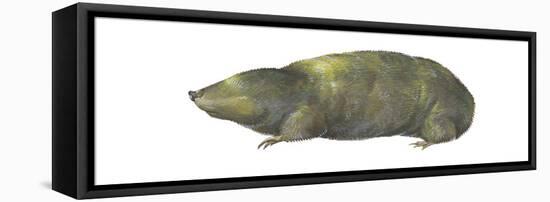 Golden Mole (Chrysochloris Stuhlmanni), Mammals-Encyclopaedia Britannica-Framed Stretched Canvas