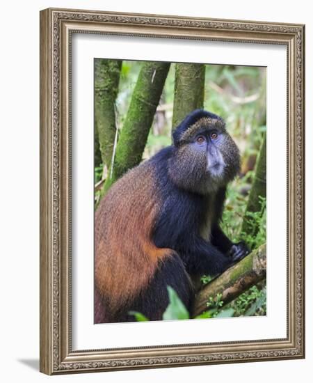 Golden Monkey, Cercopithecus Mitis Kandti, in the bamboo forest, Parc National des Volcans, Rwanda-Keren Su-Framed Photographic Print