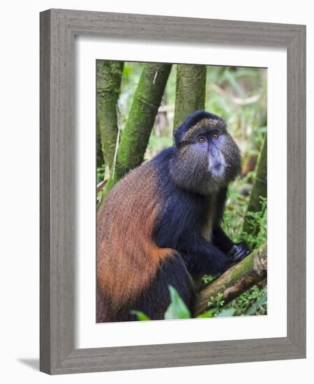 Golden Monkey, Cercopithecus Mitis Kandti, in the bamboo forest, Parc National des Volcans, Rwanda-Keren Su-Framed Photographic Print