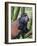 Golden Monkey, Cercopithecus Mitis Kandti, in the bamboo forest, Parc National des Volcans, Rwanda-Keren Su-Framed Photographic Print