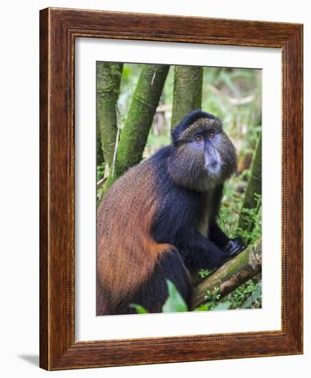 Golden Monkey, Cercopithecus Mitis Kandti, in the bamboo forest, Parc National des Volcans, Rwanda-Keren Su-Framed Photographic Print