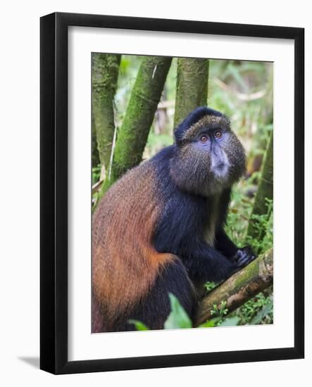 Golden Monkey, Cercopithecus Mitis Kandti, in the bamboo forest, Parc National des Volcans, Rwanda-Keren Su-Framed Photographic Print